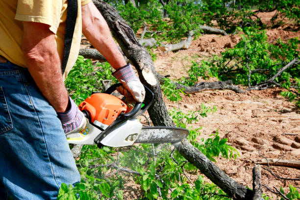 Best Emergency Storm Tree Removal  in Toccoa, GA